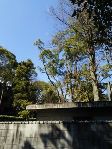 DSC_0141.JPG